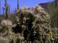 a four foot long king snake meets its match against a tiny curve-billed thrasher.

see all national geographic videos
http://video.nationalgeographic.com/video/?source=4001