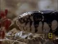 a four foot long king snake meets its match against a tiny curve-billed thrasher.

see all national geographic videos
http://video.nationalgeographic.com/video/?source=4001