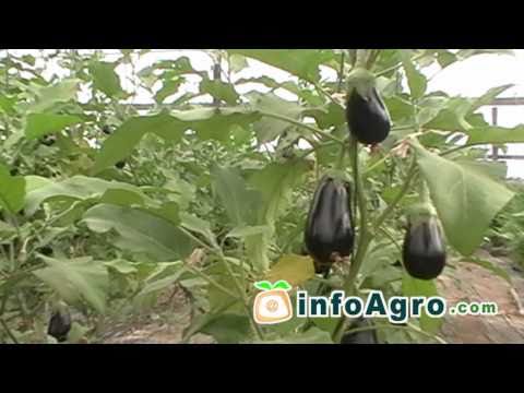 how to grow eggplant in greenhouse