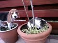 Beagle puppy