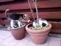 Beagle video