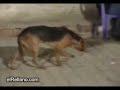 perro sintiendo la musica \"no montaje\" perro sintiendo la musica \"no montaje\"