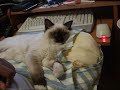 Eddy (cat, ragdoll) on my lap Eddy (cat, ragdoll) on my lap