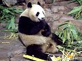 Giant Pandas in the Xiangjiang Safari Park Guangzhou