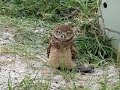 Burrowing Owls first attempt to music