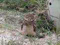 Burrowing Owls first attempt to music