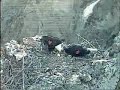 Supper Time at TH Nest