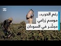 السودان يزرع أكثر من 30 مليون فدان رغم الحرب وتداعياتها على البلاد