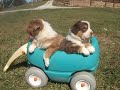 Austrailian pup Austrailian pup