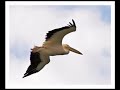 Pelicans of Danube Delta
