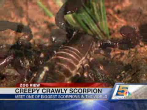 Zoo View: Emperor Scorpian