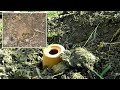 Bumble Bees in HD