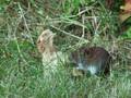 A Hungry Vole