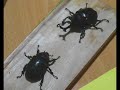 My video response for my friend: Mr. naturalist: sigma1920 These are our Japanese rhinoceros Beetles. Kingdom: Animalia Phylum: Arthropoda Class: Insecta Order: Coleoptera Family: Scarabaeidae Subfamily: Dynastinae Genus: Trypoxylus Species: T. dichotomus We bought them around 13 US dollars for a pair. These are our pets and we bred them for observation. Male beetles will usually die in the fall after mating many times, and the female will die after laying eggs. The eggs are laid in a piece of rotting wood. The eggs hatch into larva, which usually mature in a year.