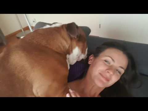 Download Video English Bulldog happy to see mommy back. Can't go a minute without going nuts :))) Download Video English Bulldog happy to see mommy back. Can't go a minute without going nuts :)))