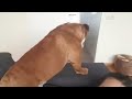 Unduh Video English Bulldog happy to see mommy back. Can't go a minute without going nuts :))) Unduh Video English Bulldog happy to see mommy back. Can't go a minute without going nuts :)))