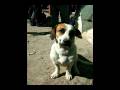 videos de Refugio SOS Animal.avi