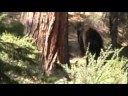 Bear In Backyard