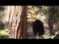 Bear-In-Backyard