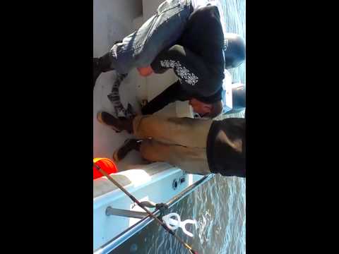 how to bleed leopard shark