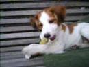 Kooikerhondje Bonny kluiven