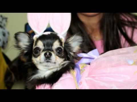 chiwawa