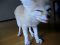 Snack time of a Fennec fox