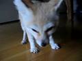 Snack time of a Fennec fox