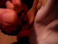 Basset Hound video