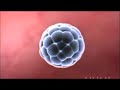 biology fertilization
