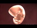 biology fertilization