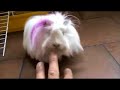 la cobaya blanqui 2 la cobaya blanqui 2
