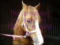 hulberts green riding school helpers horses and ponies