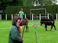 course de baudets - Thumb #2