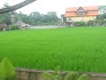 Nyoman Karsa Bungalow,Ubud,Bali,Indonesia