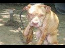 Stop Animal Cruelty