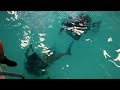 Tertnes Idrettsskole: Prøvedykking hos Nemo Classic Diving! #5