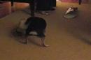 Christmas 2005: Lula Mae vs. Zebra