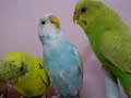 TheBudgieBirds - Budgies Fighting