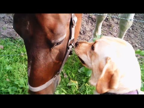 Special Friendship HORSE&DOG – Labrador/Retriever 17 months