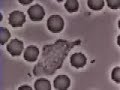 Neutrophil granulocyte Neutrophil granulocyte