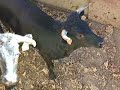 LA VACA QUE VUELA(toros jarandilla de la vera)