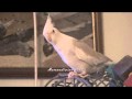 Ash at it again, ringing, singing and talking whiteface cockatiel