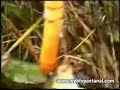 Pescaria no Pantanal - Pesca da Cachara (Buraco)