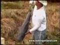 Pescaria no Pantanal - Pesca da Cachara (Buraco)