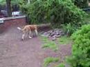 Jade running