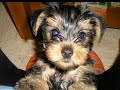 MI YORKSHIRE TERRIER \"GOLFO\"