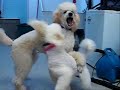 Jecht and Whimsy Poodles at play