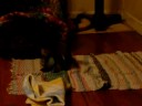 Lillte Bit Found her tail!