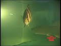 dats siamese tiger fish part 3